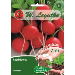 Rzodkiewka Carmesa 7m taśma - Nasiona - W. Legutko