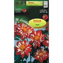 Dalia Jaga czerwono-biała 1szt. - Cebule i Kłącza - W. Legutko