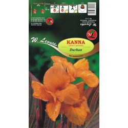 Kanna Durban pomarańczowa 1szt. - Cebule i Kłącza - W. Legutko
