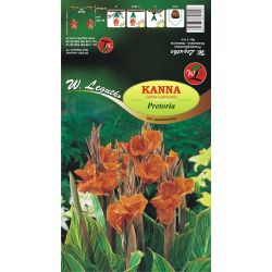 Kanna Pretoria pomarańczowa 1szt. - Cebule i Kłącza - W. Legutko