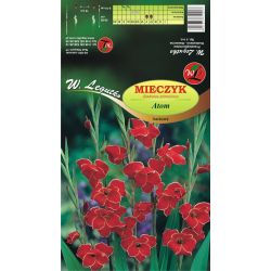 Mieczyk Atom czerwony 5szt. - Cebule i Kłącza - W. Legutko