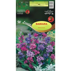 Babiana mieszanka 7szt. - Cebule i Kłącza - W. Legutko Babiana mieszanka 7szt. - Cebule i Kłącza - W. Legutko