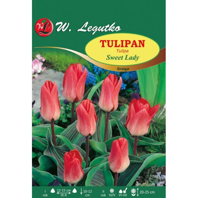 Tulipan - Sweet Lady - Greiga - koralowy - Cebule i Kłącza - W. Legutko