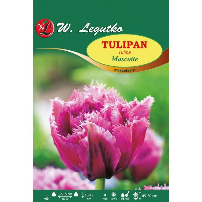 Tulipan - Mascotte - Cebule i Kłącza - W. Legutko