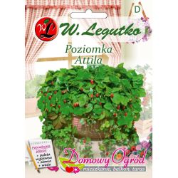Poziomka Attila 0.10g na balkon i taras - Nasiona - W. Legutko Poziomka Attila 0.10g na balkon i taras - Nasiona - W. Legutko