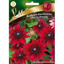 Rudbekia dwubarwna Cherry wiśniowa 0.10g - Nasiona - W. Legutko Rudbekia dwubarwna Cherry wiśniowa 0.10g - Nasiona - W. Legutko