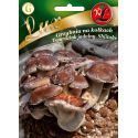 Grzybnia na kołkach - Twardziak jadalny - Shiitake - Nasiona - W. Legutko