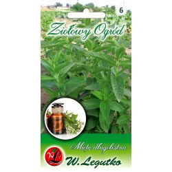 Mięta długolistna 0.10g - Nasiona - W. Legutko