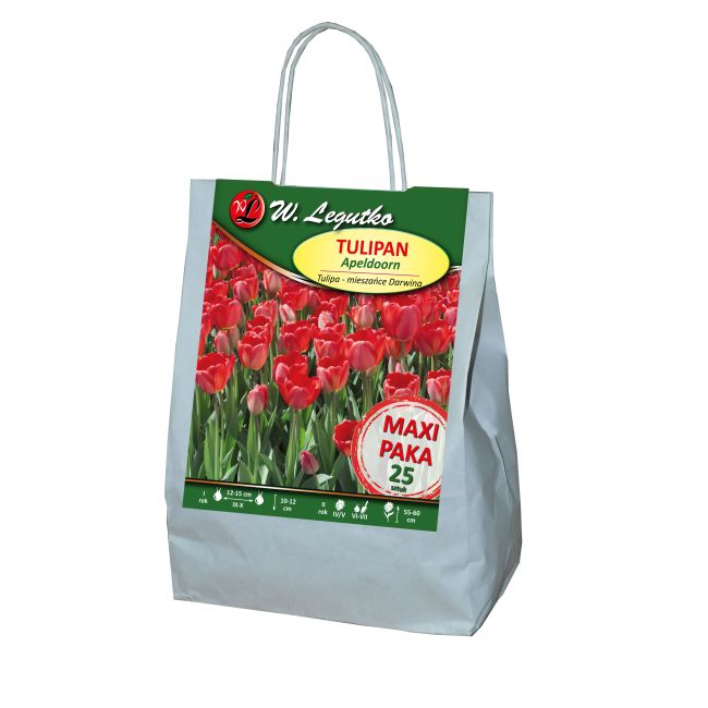 Tulipan - Apeldoorn - mieszańce Darwina - czerwony - 25szt. - Cebule i Kłącza - W. Legutko Tulipan - Apeldoorn - mieszańce Darwina - czerwony - 25szt. - Cebule i Kłącza - W. Legutko