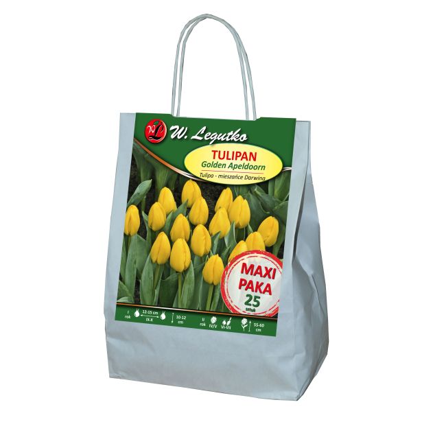 Tulipan - Golden Apeldoorn - mieszańce Darwina - żółty - 25szt. - Cebule i Kłącza - W. Legutko