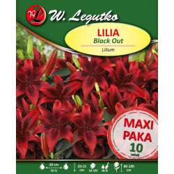 Lilia Black Out czerwona 10szt. - Cebule i Kłącza - W. Legutko Lilia Black Out czerwona 10szt. - Cebule i Kłącza - W. Legutko