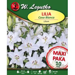 Lilia Casa Blanca biała 10szt. - Cebule i Kłącza - W. Legutko Lilia Casa Blanca biała 10szt. - Cebule i Kłącza - W. Legutko