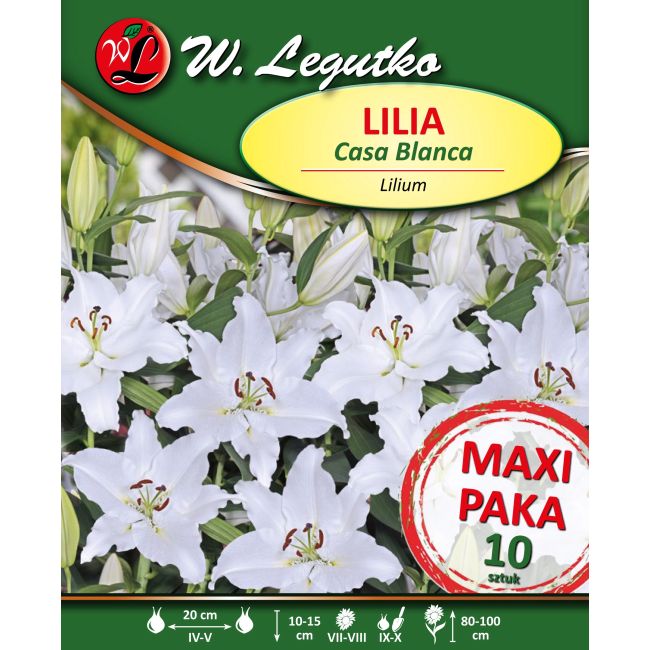 Lilia orientalna biała - Casa Blanca