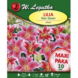 Lilia orientalna czerwono - różowa - Star Gazer