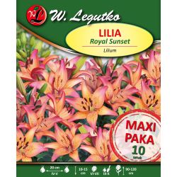 Lilia Royal Sunset różowo-żółta 10szt. - Cebule i Kłącza - W. Legutko Lilia Royal Sunset różowo-żółta 10szt. - Cebule i Kłącza - W. Legutko
