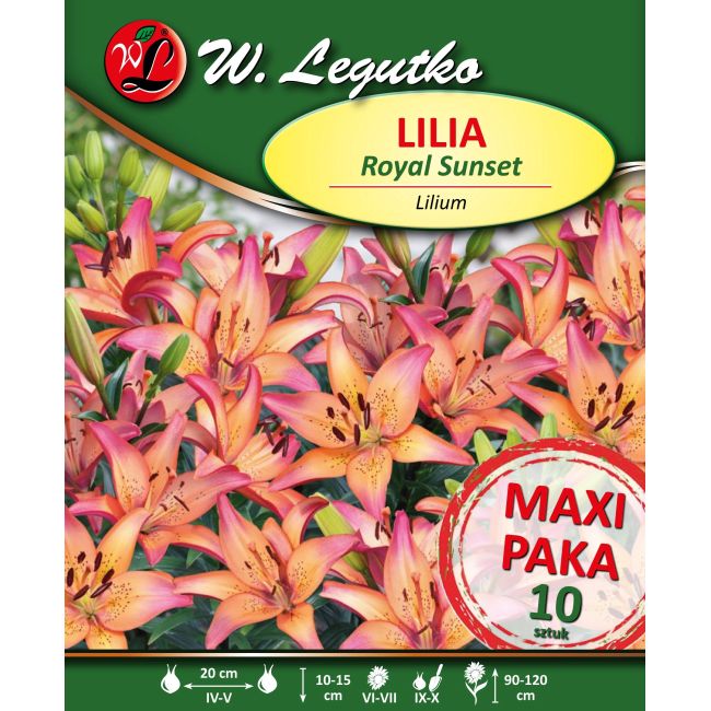 Lilia różowo-żółta - Royal Sunset - Cebule i Kłącza - W. Legutko
