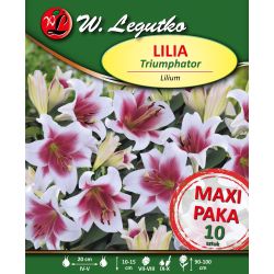 Lilia Triumphator biała z czerwonym śr. 10szt. - Cebule i Kłącza - W. Legutko