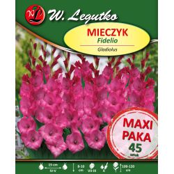 Mieczyk Fidelio różowo-fioletowy 45szt. - Cebule i Kłącza - W. Legutko Mieczyk Fidelio różowo-fioletowy 45szt. - Cebule i Kłącza - W. Legutko