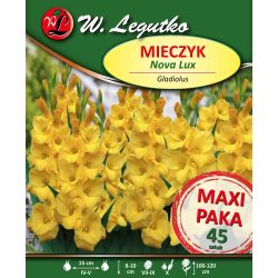 Mieczyk Nova Lux żółty 45szt. - Cebule i Kłącza - W. Legutko Mieczyk Nova Lux żółty 45szt. - Cebule i Kłącza - W. Legutko