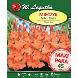 Mieczyk Peter Pears łososiowy 45szt. - Cebule i Kłącza - W. Legutko Mieczyk Peter Pears łososiowy 45szt. - Cebule i Kłącza - W. Legutko