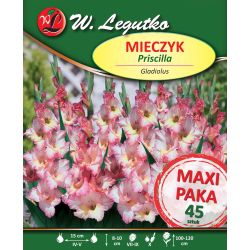 Mieczyk Priscilla różowy z lila obw. 45szt. - Cebule i Kłącza - W. Legutko Mieczyk Priscilla różowy z lila obw. 45szt. - Cebule i Kłącza - W. Legutko