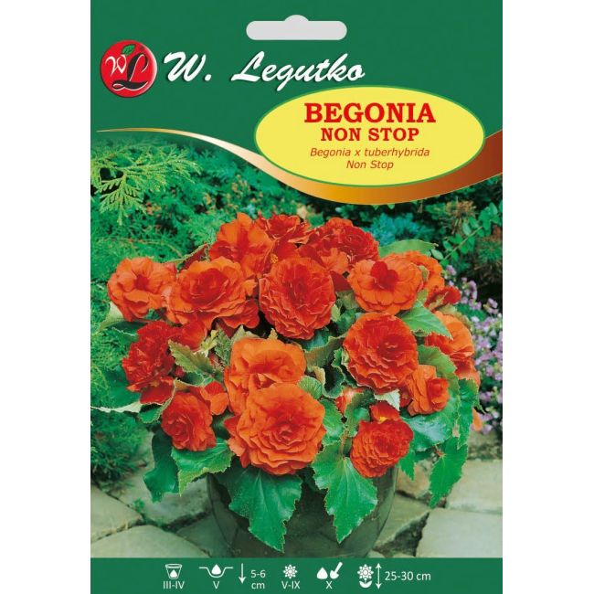 Begonia bulwiasta - Non Stop - pomarańczowa - 1szt. - Cebule i Kłącza - W. Legutko