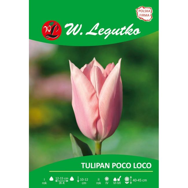 Tulipan - Poco Loco - Fostera - różowy - Cebule i Kłącza - W. Legutko