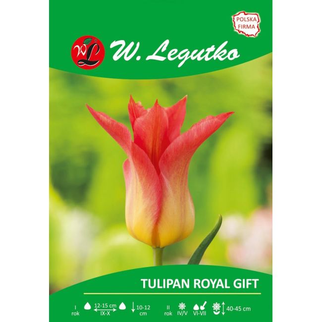 Tulipan - liliokształtny - Royal Gift. - Cebule i Kłącza - W. Legutko