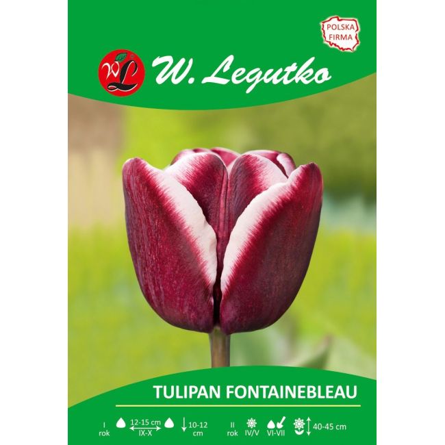Tulipan - Fontainebleau - Triumph - purpurowy - Cebule i Kłącza - W. Legutko