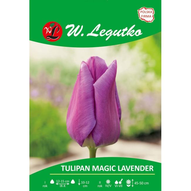Tulipan - Magic Lavender - Triumph - fioletowy - Cebule i Kłącza - W. Legutko