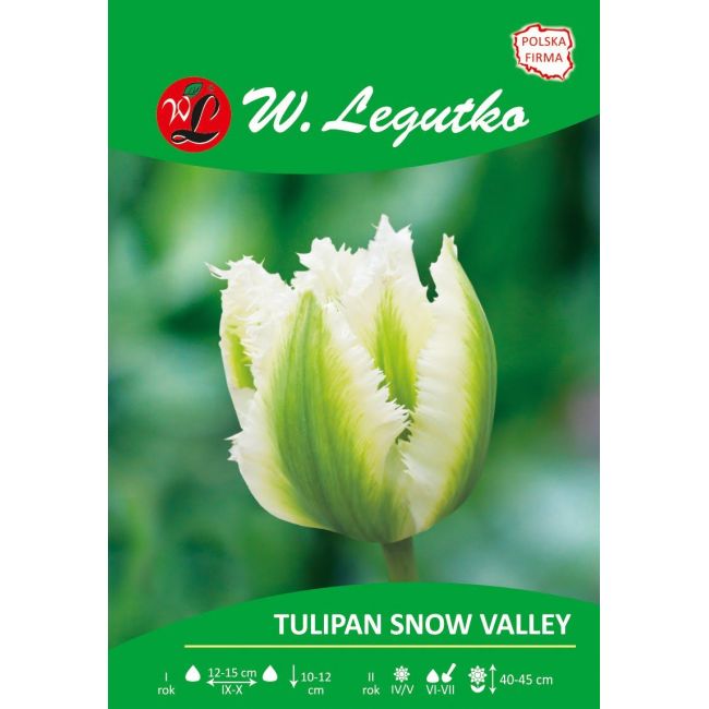 Tulipan - strzępiasty - Snow Valley - Cebule i Kłącza - W. Legutko