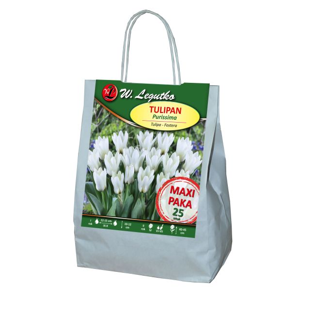 Tulipan - Purissima - fostera - biały - Cebule i Kłącza - W. Legutko