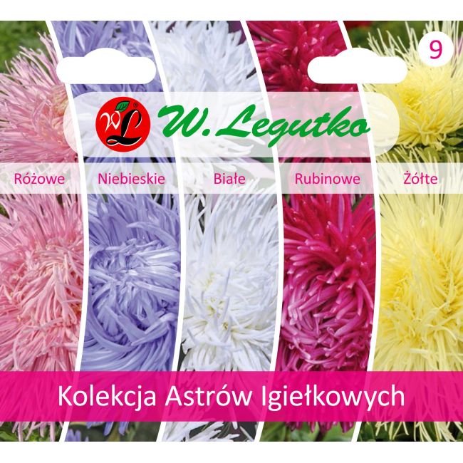 Kolekcja Astrów Igiełkowych - 5 odmian - Nasiona - W. Legutko