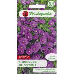 Słonecznica purpurowo-różowa 0.02g - Nasiona - W. Legutko