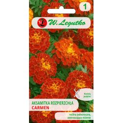 Aksamitka rozpierzchła Carmen mahoniowo-czerwona 1.50g - Nasiona - W. Legutko Aksamitka rozpierzchła Carmen mahoniowo-czerwona 1.50g - Nasiona - W. Legutko
