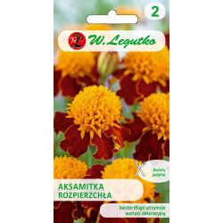 Aksamitka rozpierzchła Orange Flame pomarańczowo-brązowa 1g - Nasiona - W. Legutko Aksamitka rozpierzchła Orange Flame pomarańczowo-brązowa 1g - Nasiona - W. Legutko