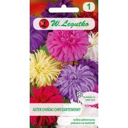Aster chiński chryzantem. mieszanka 1.25g - Nasiona - W. Legutko Aster chiński chryzantem. mieszanka 1.25g - Nasiona - W. Legutko