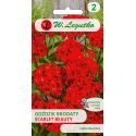 Goździk brodaty o kwiatach pojedynczych - Scarlet Beauty - Nasiona - W. Legutko