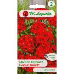 Goździk brodaty Scarlet Beauty szkarłatny 0.50g - Nasiona - W. Legutko Goździk brodaty Scarlet Beauty szkarłatny 0.50g - Nasiona - W. Legutko