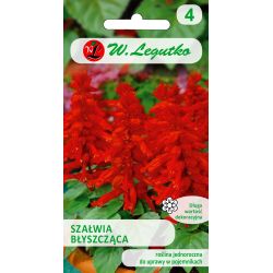 Szałwia błyszcząca czerwone 0.50g - Nasiona - W. Legutko