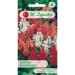 Szałwia błyszcząca mieszanka 0.30g - Nasiona - W. Legutko
