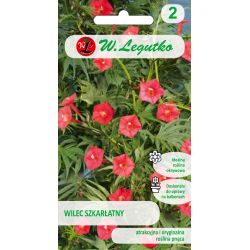 Wilec szkarłatny czerwony 1g - Nasiona - W. Legutko Wilec szkarłatny czerwony 1g - Nasiona - W. Legutko