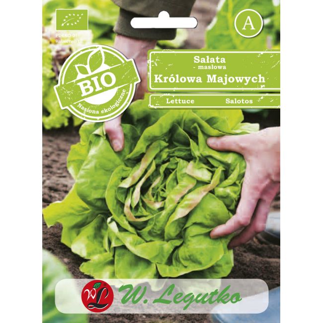 Sałata BIO Král Máje I 0.50g - Nasiona - W. Legutko