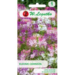 Kleome ciernista mieszanka 0.50g - Nasiona - W. Legutko