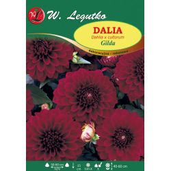 Dalia Gilda szkarłatna 1szt. - Cebule i Kłącza - W. Legutko
