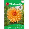 Dalia ogrodowa - Aida - kaktusowa wysoka - złotopomarańczowa - Cebule i Kłącza - W. Legutko