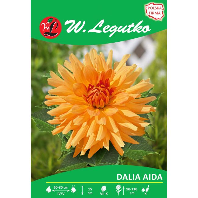 Dalia ogrodowa - Aida - kaktusowa - wysoka - złotopomarańczowa - 1szt. - Cebule i Kłącza - W. Legutko