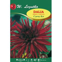 Dalia Czarny Kot szkarłatna 1szt. - Cebule i Kłącza - W. Legutko