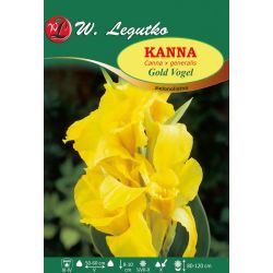 Kanna Gold Vogel żółta 1szt. - Cebule i Kłącza - W. Legutko