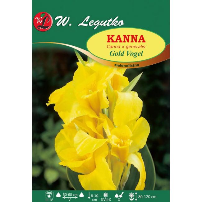 Kanna - Gold Vogel - zielonolistna - żółta - 1szt. - Cebule i Kłącza - W. Legutko